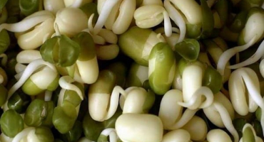 Jak doma rychle a správně naklíčit fazole za 1 den